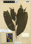 Aristolochia arborea Linden, Guatemala, H. von Türckheim 7956, F